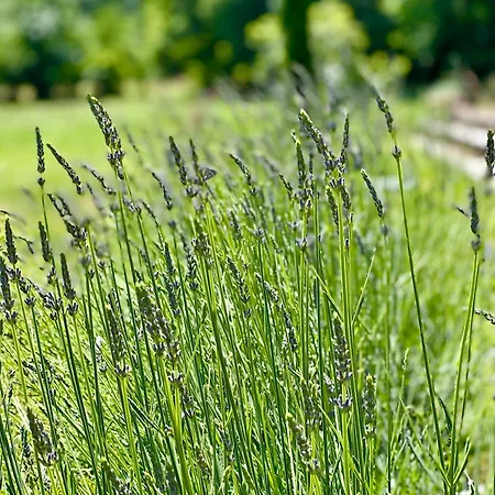 Oda ve Kahvaltı Noubar Cenevieres